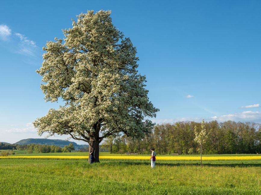 A vibrant spring scene featuring a large blooming tree in a meadow with people enjoying nature under a bright blue sky.